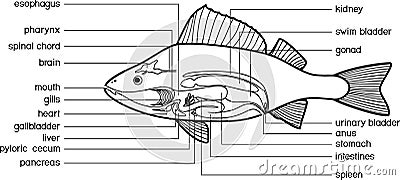 Coloring page with scheme of internal anatomy of fish. Educational material with structure of perch Perca fluviatilis Vector Illustration